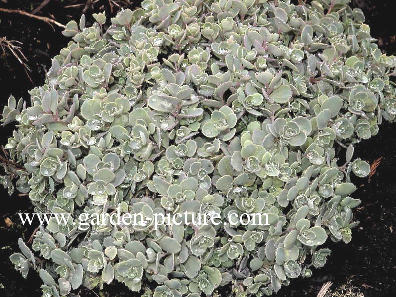 Sedum cauticolum 'Lidakense'