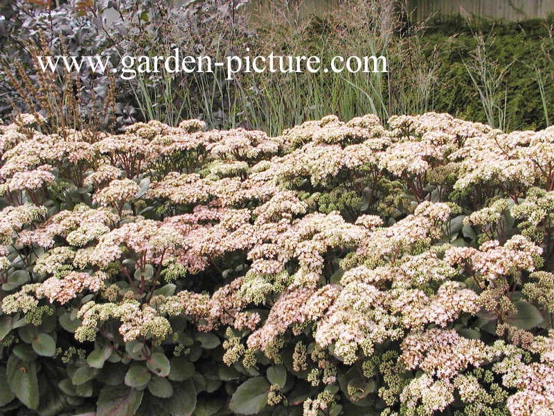 Sedum 'Matrona'