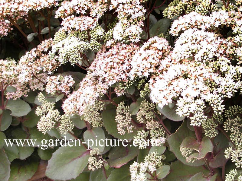 Sedum 'Matrona'