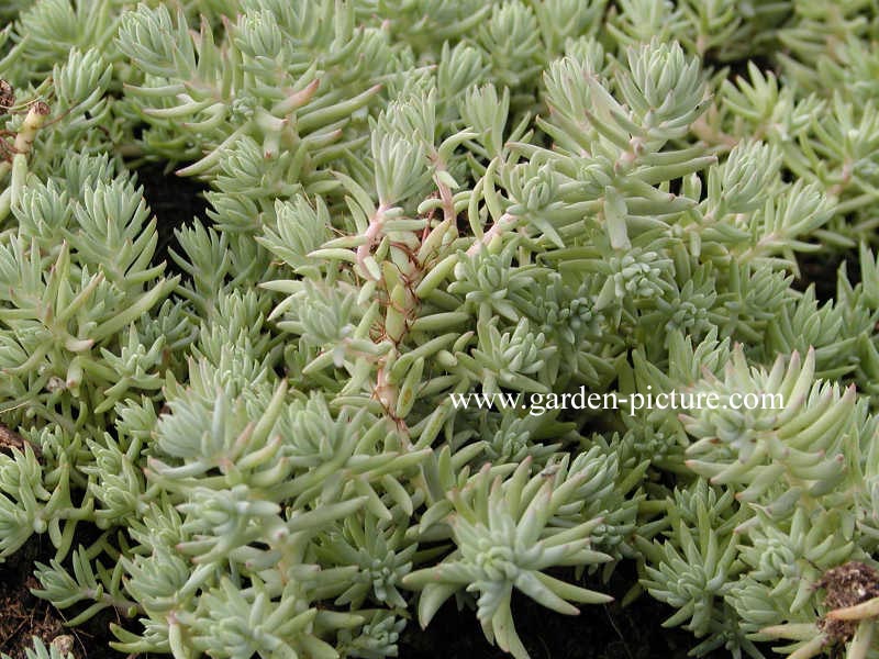 Sedum reflexum