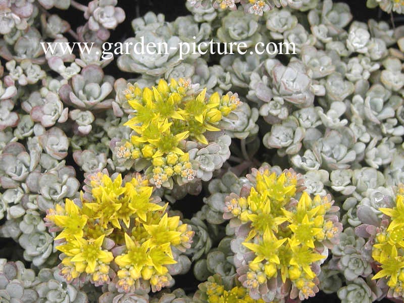 Sedum spathulifolium 'Cape Blanco'