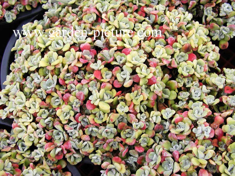 Sedum spathulifolium 'Purpureum'