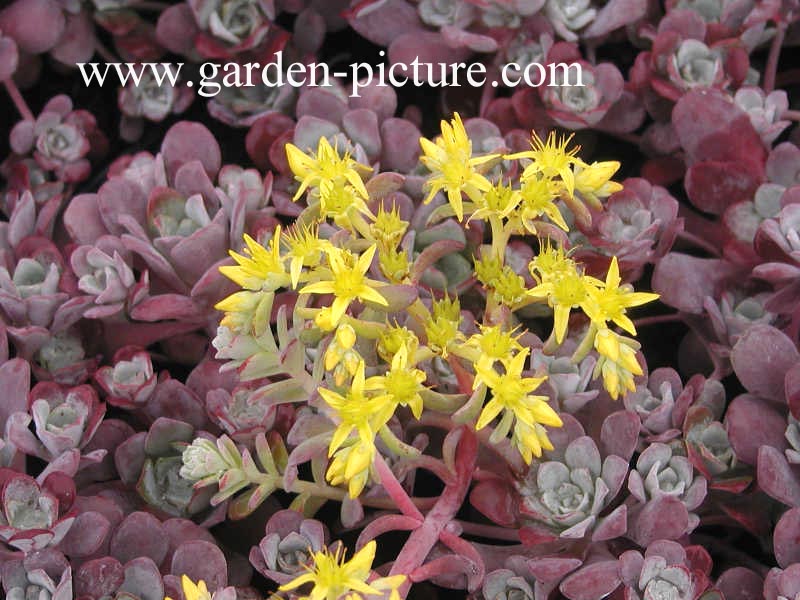 Sedum spathulifolium 'Purpureum'