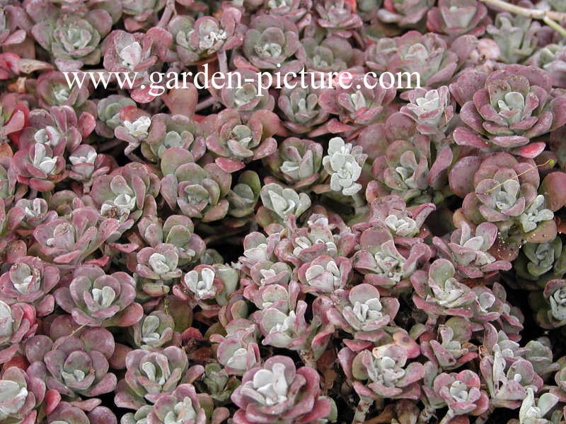 Sedum spathulifolium 'Purpureum'