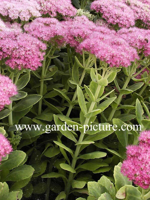 Sedum spectabile 'Brilliant'