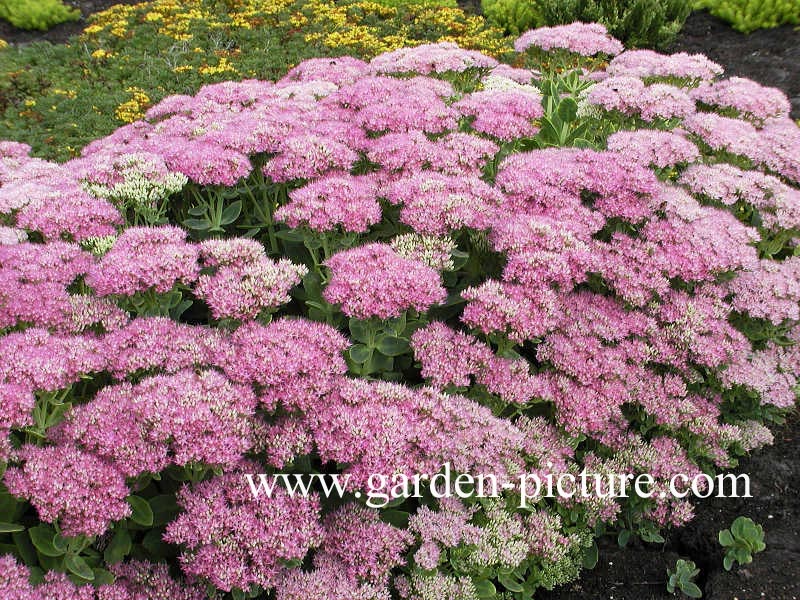 Sedum spectabile 'Brilliant'