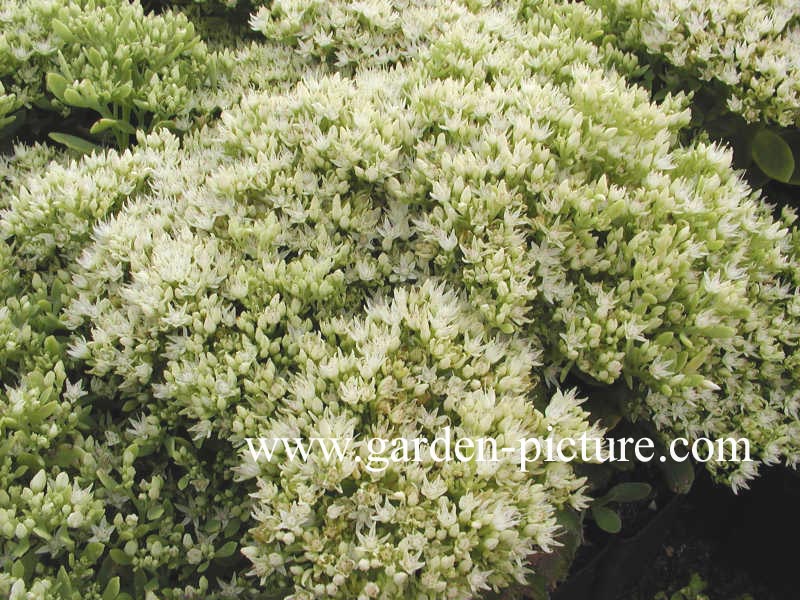 Sedum spectabile 'Star Dust'