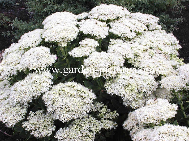 Sedum spectabile 'Star Dust'