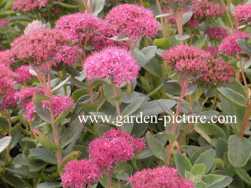 Sedum spectabile 'Brilliant'