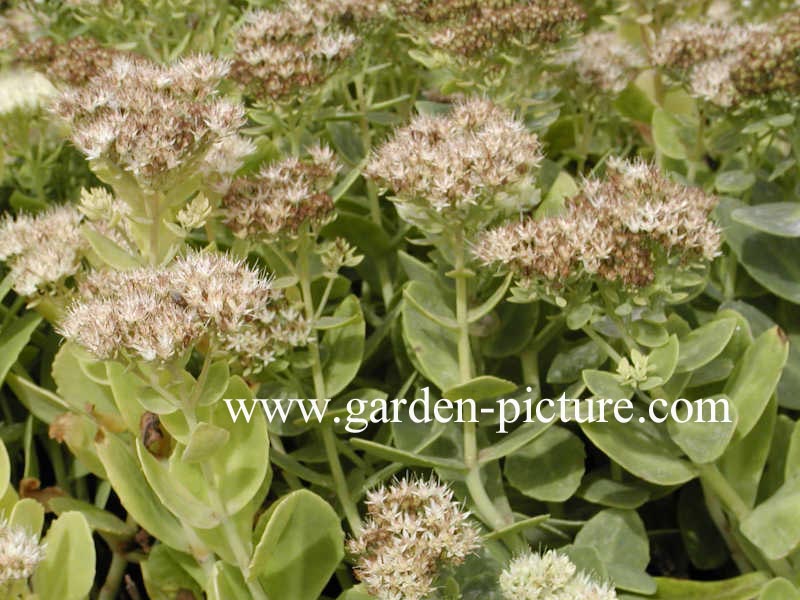 Sedum spectabile 'Star Dust'