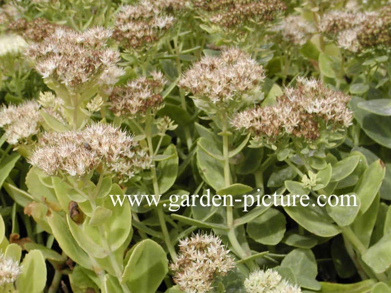 Sedum spectabile 'Star Dust'