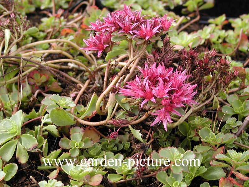 Sedum spurium 'Schorbusser Blut'