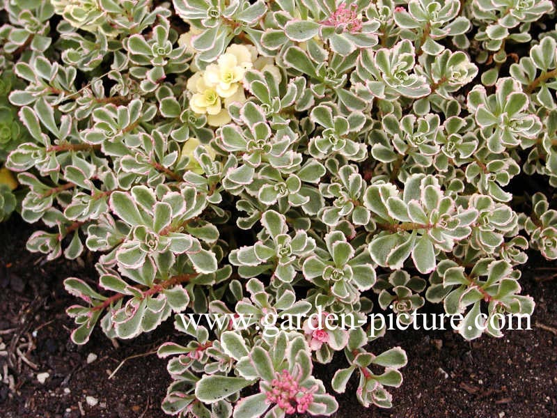 Sedum spurium 'Variegatum'