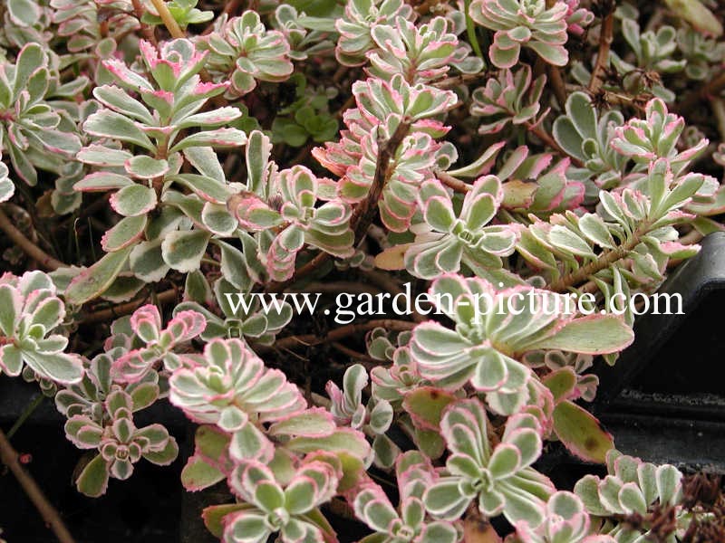 Sedum spurium 'Variegatum'