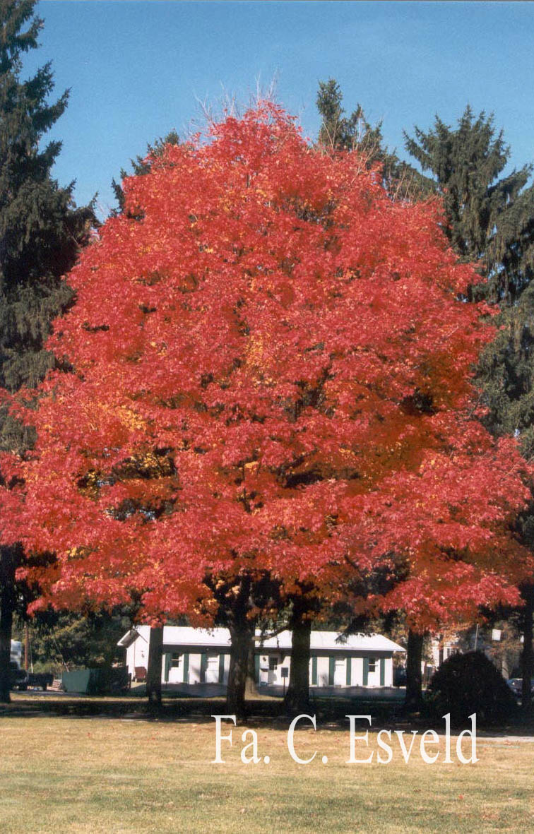 Acer saccharum