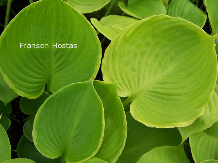 Hosta 'Ufo'