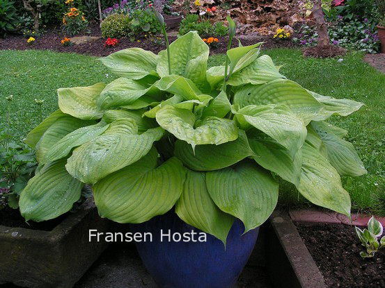 Hosta 'Sum and Substance'