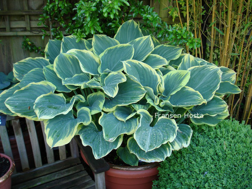 Hosta 'Sagae'