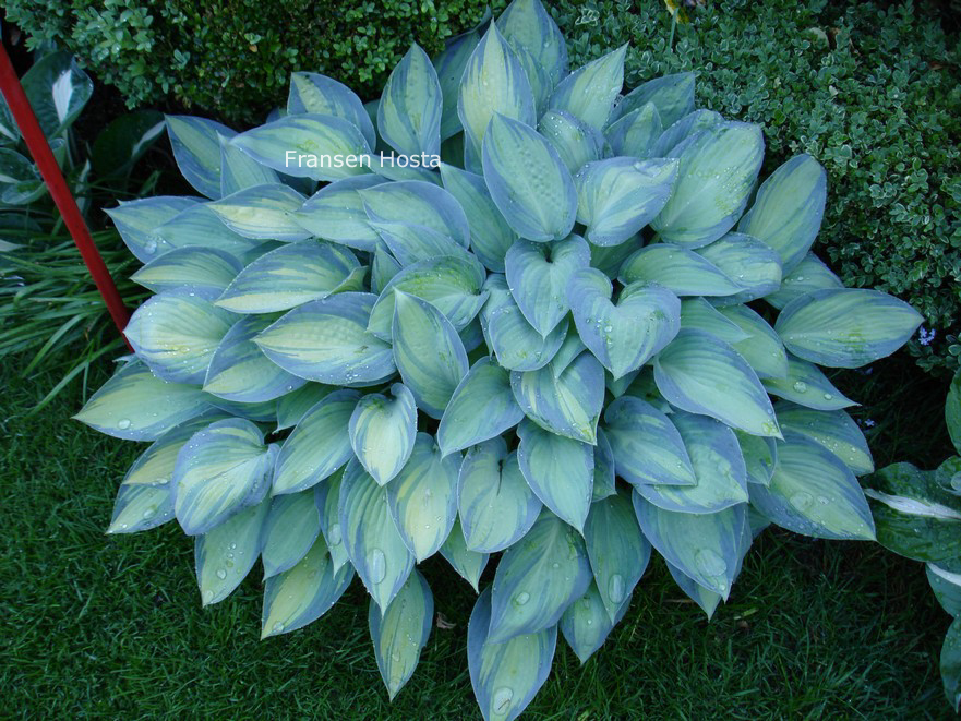 Hosta 'June'