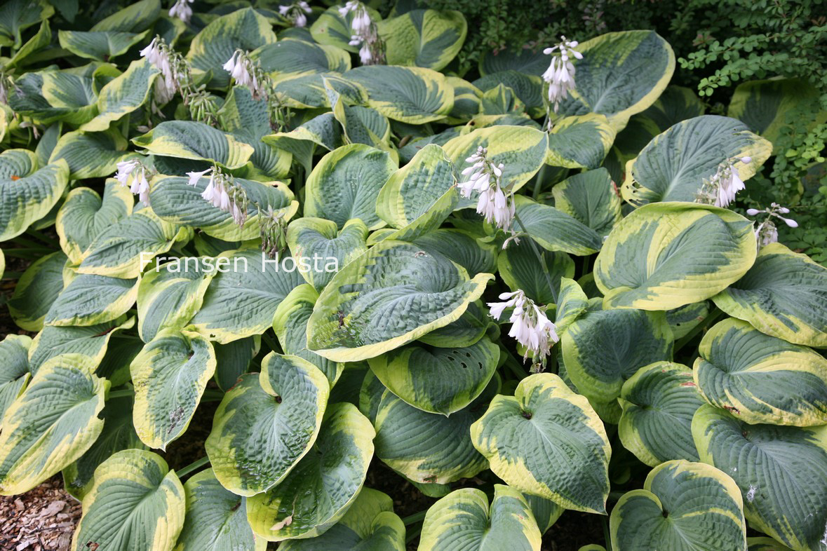 Hosta sieboldiana 'Frances Williams'