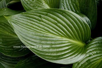 Hosta 'Devon Green'