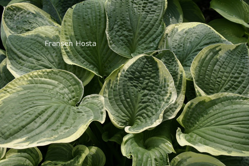 Hosta 'Christmas Tree'