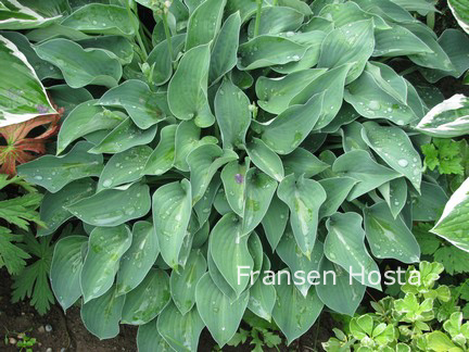 Hosta 'Blue Cadet'