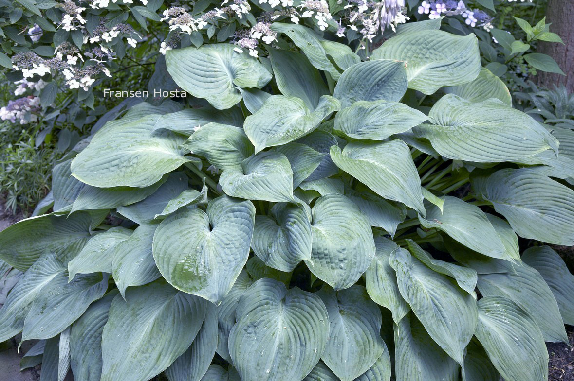 Hosta 'Blue Angel'