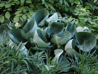 Hosta 'Abiqua Drinking Gourd'