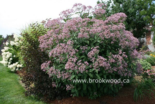 Eupatorium maculatum 'Gateway'