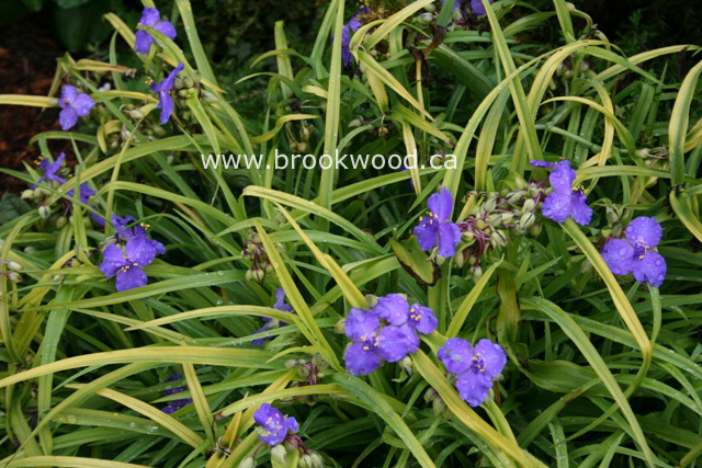 Tradescantia andersoniana 'Sweet Kate'