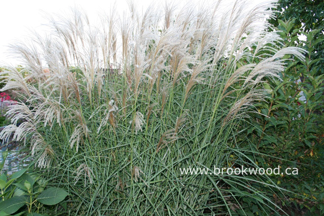 Miscanthus 'Purpurascens'