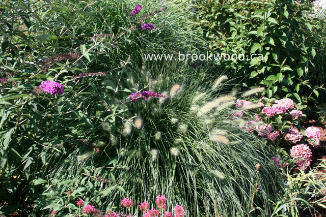 Miscanthus sinensis 'Graziella'