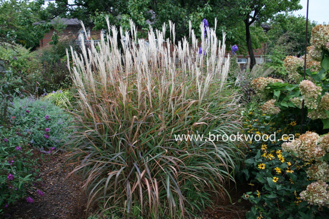 Miscanthus 'Purpurascens'
