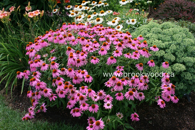 Echinacea purpurea 'Kim's Knee High'