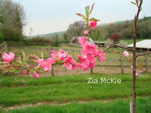 Prunus persica 'Melred'