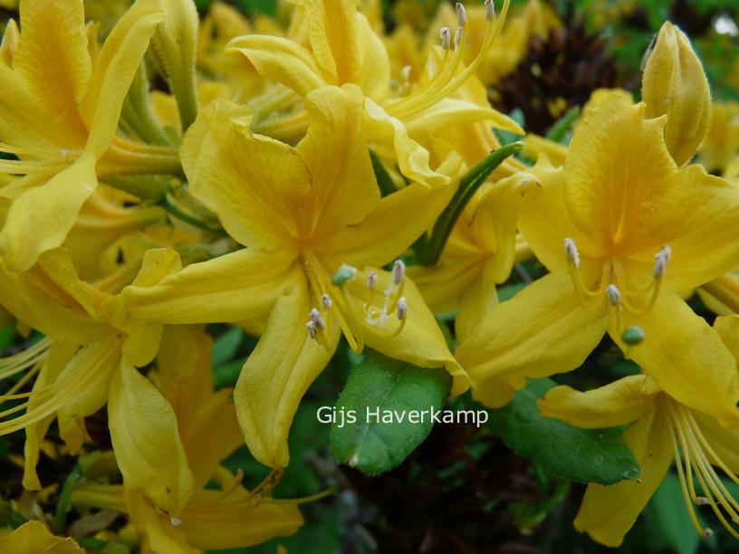Rhododendron luteum