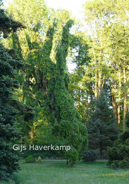 Abies alba 'Pendula'