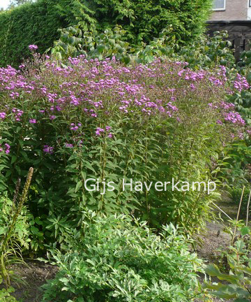 Vernonia crinita