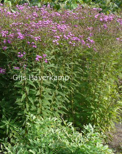 Vernonia crinita