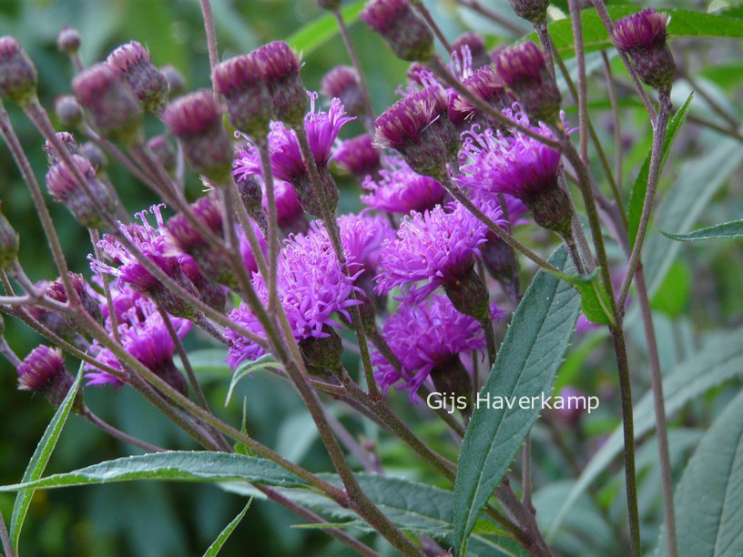 Vernonia crinita