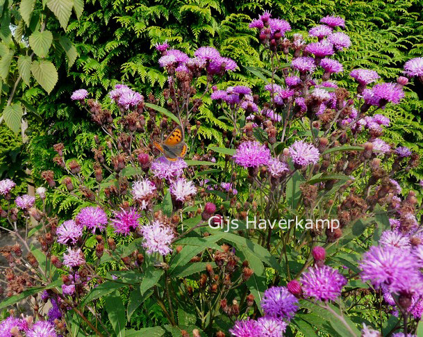 Vernonia crinita