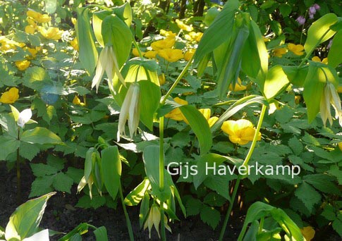 Uvularia sessilifolia