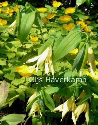 Uvularia sessilifolia