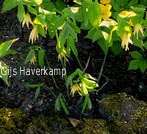 Uvularia sessilifolia