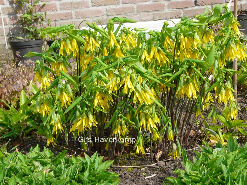 Uvularia grandiflora