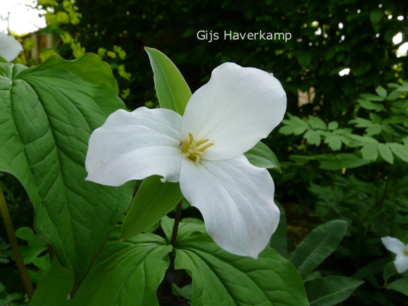 Trillium grandiflorum