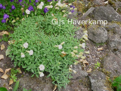 Silene uniflora 'Weisskehlchen'