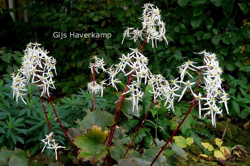 Saxifraga cortusifolia 'Rubrifolia'