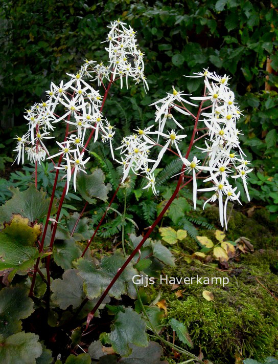 Saxifraga cortusifolia 'Rubrifolia'